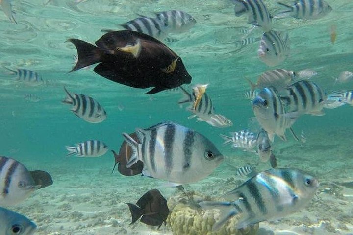 Tour ecologico di avvistamento delfini e balene con barca privata e BBQ sulla spiaggia a Mauritius, foto 33 | wizardtrip