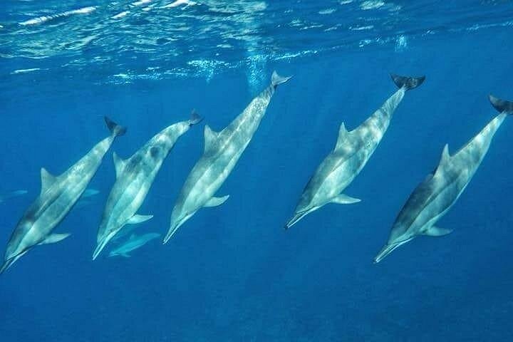 Tour ecologico di avvistamento delfini e balene con barca privata e BBQ sulla spiaggia a Mauritius, foto 35 | wizardtrip