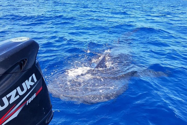 Tour ecologico di avvistamento delfini e balene con barca privata e BBQ sulla spiaggia a Mauritius, foto 37 | wizardtrip