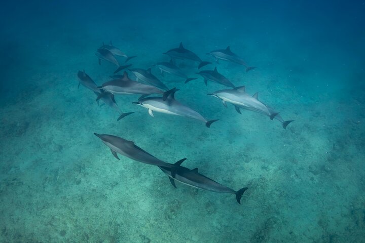 Tour ecologico di avvistamento delfini e balene con barca privata e BBQ sulla spiaggia a Mauritius, foto 46 | wizardtrip