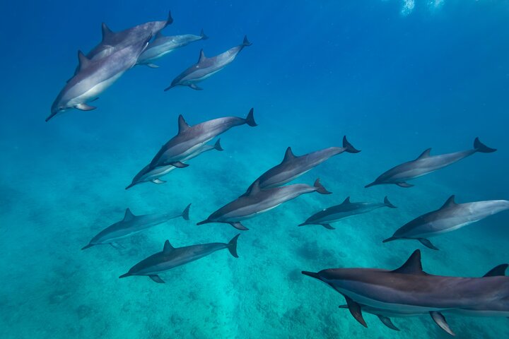 Tour ecologico di avvistamento delfini e balene con barca privata e BBQ sulla spiaggia a Mauritius, foto 47 | wizardtrip
