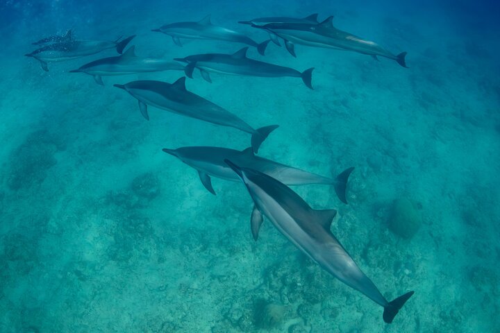 Tour ecologico di avvistamento delfini e balene con barca privata e BBQ sulla spiaggia a Mauritius, foto 48 | wizardtrip