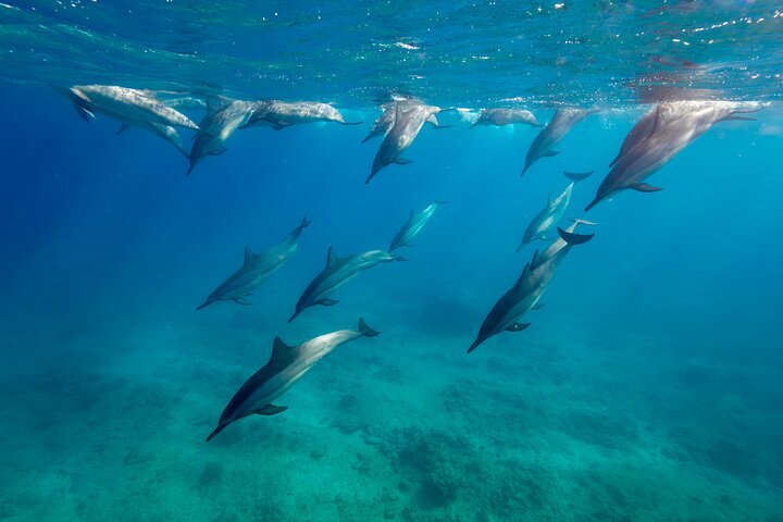 Tour ecologico di avvistamento delfini e balene con barca privata e BBQ sulla spiaggia a Mauritius, foto 49 | wizardtrip