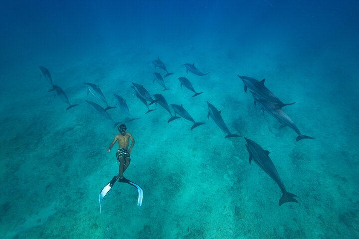 Tour ecologico di avvistamento delfini e balene con barca privata e BBQ sulla spiaggia a Mauritius, foto 50 | wizardtrip