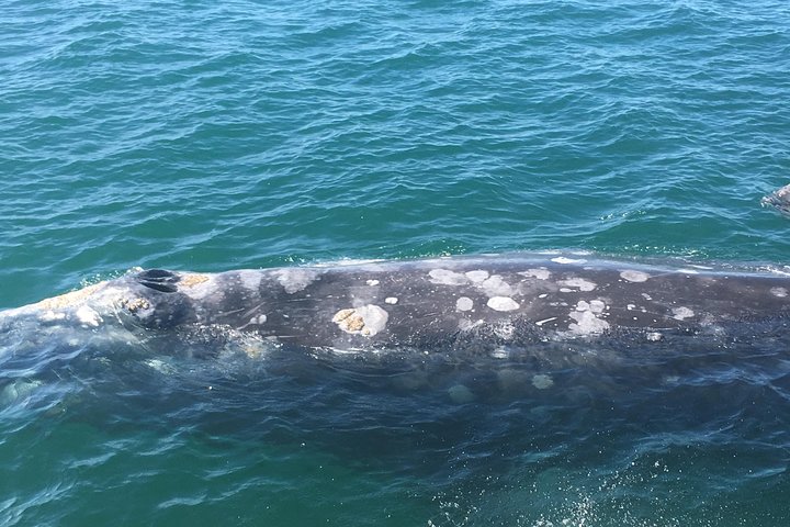 Croisière d'observation des baleines à San Diego, observation de baleines et de dauphins depuis un bateau, photo 6 | wizardtrip