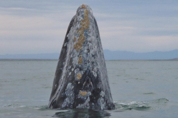 Croisière d'observation des baleines à San Diego, observation de baleines et de dauphins depuis un bateau, photo 7 | wizardtrip