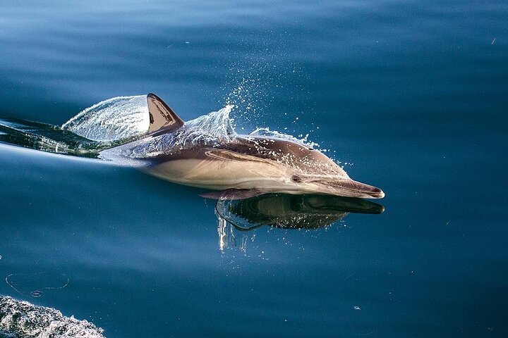 Croisière d'observation des baleines à San Diego, observation de baleines et de dauphins depuis un bateau, photo 8 | wizardtrip