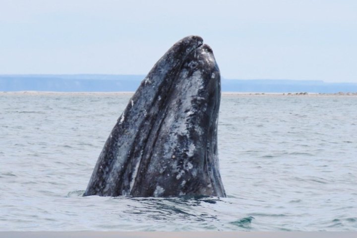 Croisière d'observation des baleines à San Diego, observation de baleines et de dauphins depuis un bateau, photo 10 | wizardtrip