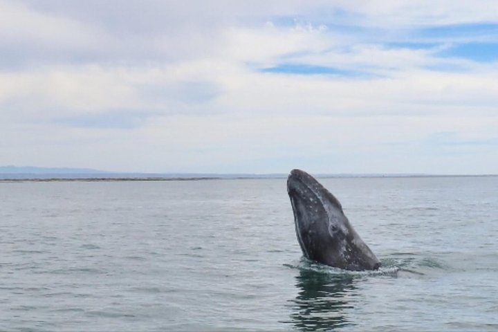 Croisière d'observation des baleines à San Diego, observation de baleines et de dauphins depuis un bateau, photo 11 | wizardtrip