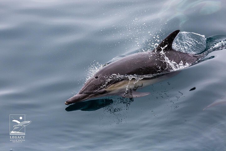 Croisière d'observation des baleines à San Diego, observation de baleines et de dauphins depuis un bateau, photo 12 | wizardtrip