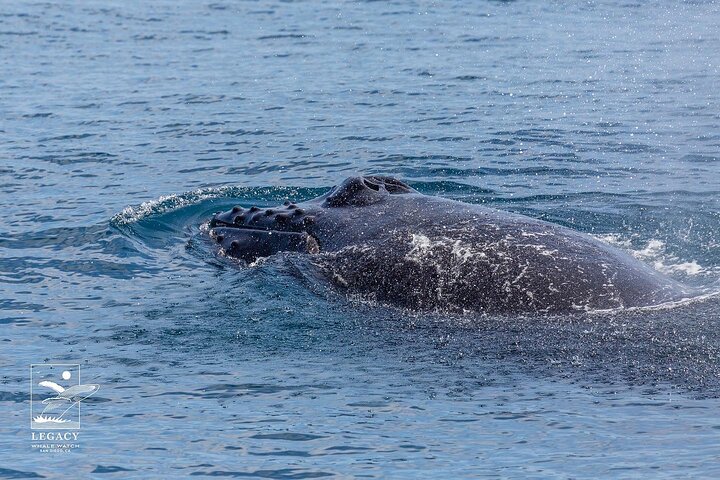 Croisière d'observation des baleines à San Diego, observation de baleines et de dauphins depuis un bateau, photo 13 | wizardtrip