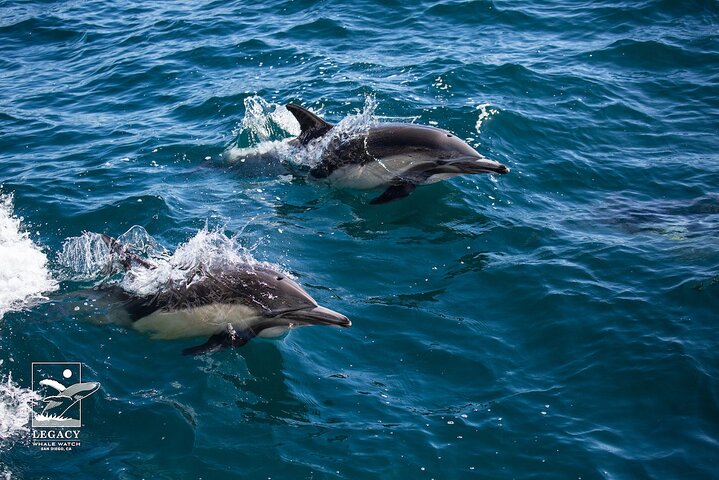 Croisière d'observation des baleines à San Diego, observation de baleines et de dauphins depuis un bateau, photo 14 | wizardtrip