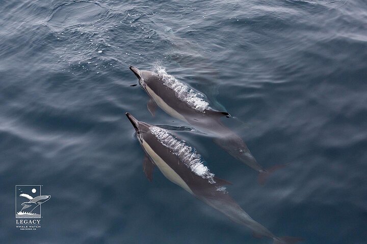 Croisière d'observation des baleines à San Diego, observation de baleines et de dauphins depuis un bateau, photo 15 | wizardtrip