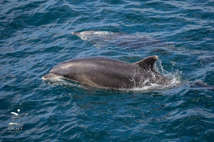 Croisière d'observation des baleines à San Diego, observation de baleines et de dauphins depuis un bateau, photo 16 | wizardtrip