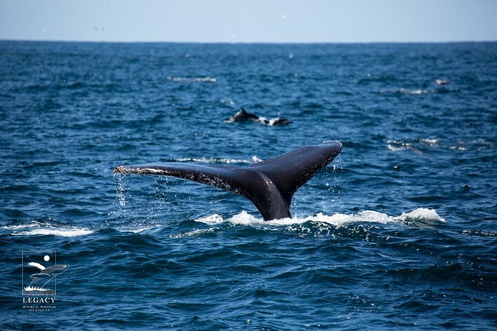 Croisière d'observation des baleines à San Diego, observation de baleines et de dauphins depuis un bateau, photo 17 | wizardtrip