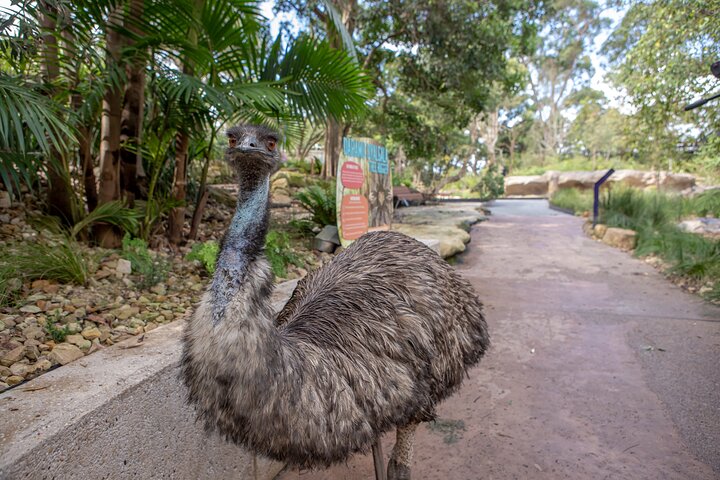 Taronga Zoo Sydney Wild Australia Experience | wizardtrip