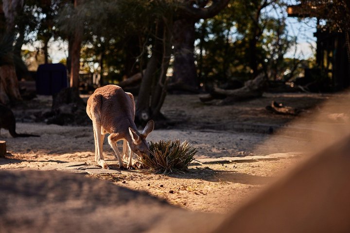 Rundtur bakom kulisserna på Taronga Zoo Sydney med australisk djurliv, foto 9 | wizardtrip
