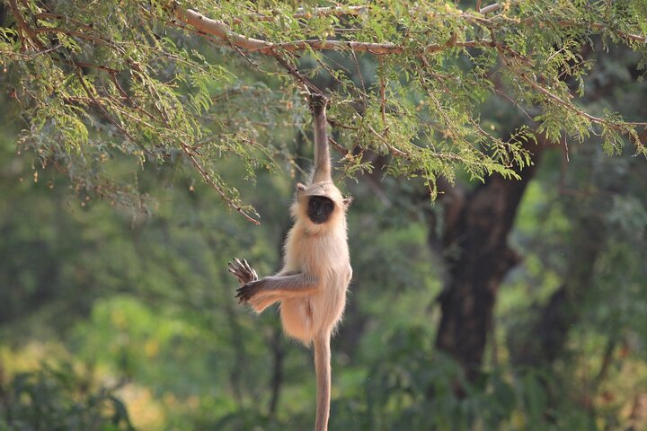 Un tour privato che esplora il Golden Triangle dell'India e il Parco Nazionale di Ranthambore, con safari nella fauna selvatica e monumenti iconici, foto 9 | wizardtrip