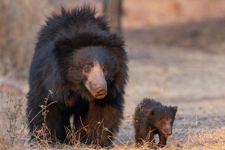 Un tour privato che esplora il Golden Triangle dell'India e il Parco Nazionale di Ranthambore, con safari nella fauna selvatica e monumenti iconici, foto 10 | wizardtrip
