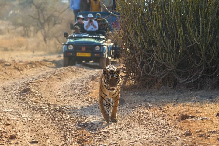 Un tour privato che esplora il Golden Triangle dell'India e il Parco Nazionale di Ranthambore, con safari nella fauna selvatica e monumenti iconici, foto 11 | wizardtrip