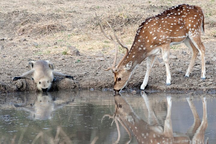 Un tour privato che esplora il Golden Triangle dell'India e il Parco Nazionale di Ranthambore, con safari nella fauna selvatica e monumenti iconici, foto 12 | wizardtrip