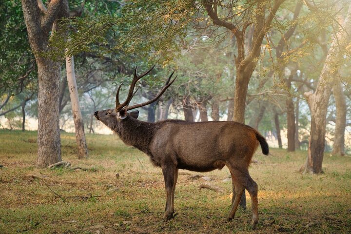 Un tour privato che esplora il Golden Triangle dell'India e il Parco Nazionale di Ranthambore, con safari nella fauna selvatica e monumenti iconici, foto 13 | wizardtrip