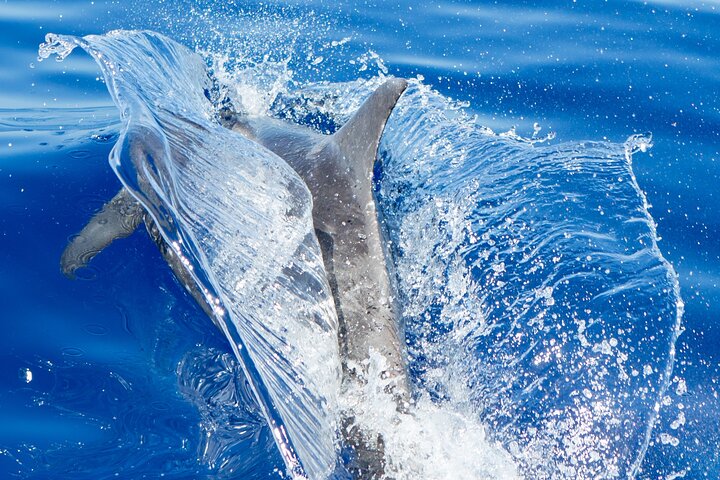 カウアイ島ナパリ海岸のサンセットディナークルーズ、写真13 | wizardtrip