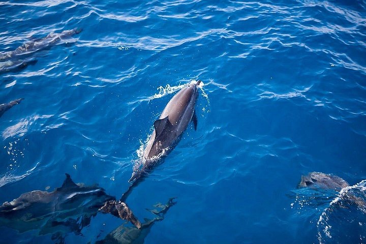 カウアイ島ナパリ海岸のサンセットディナークルーズ、写真14 | wizardtrip