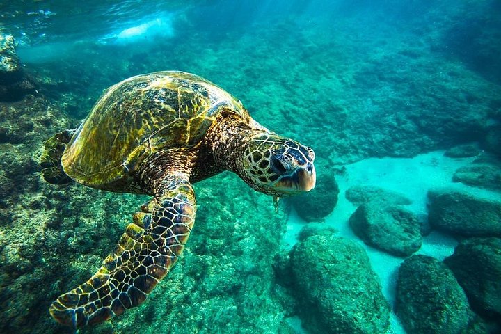 Catamarã a navegar ao longo da Costa Nāpali em Kauai, Havaí, com snorkeling e observação de vida selvagem, foto 12 | wizardtrip