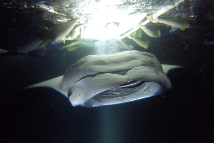 Kona Manta Ray Snorkel Tour Garanteret eller Kom Igen Gratis | wizardtrip