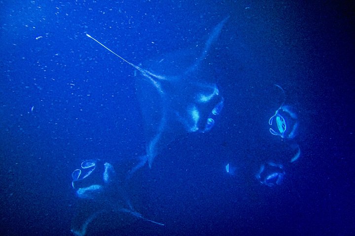 Nachttour zum Schnorcheln mit Mantarochen auf Big Island, Hawaii, mit leistungsstarken Lichtern und kleiner Gruppe, Foto 6 | wizardtrip