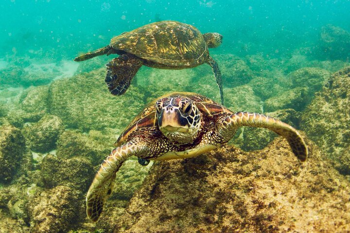 Excursion en bateau à fond de verre sur la plage de Waikiki | wizardtrip