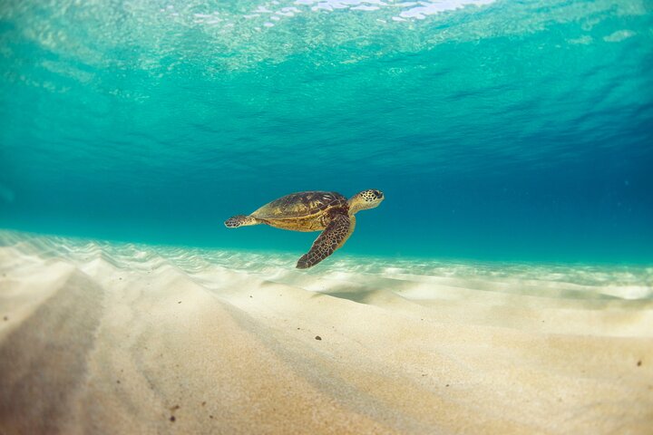 Båttur med glassbunn på Oahu, Hawaii, som viser marint liv og kystutsikt, foto 8 | wizardtrip