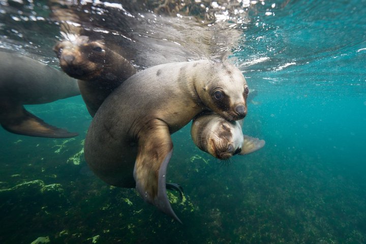 Snorkelen met Zeeleeuwen door Madryn Buceo | wizardtrip