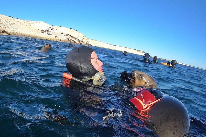 Aventura de snorkel con lobos marinos salvajes en Puerto Madryn, Argentina, foto 7 | wizardtrip