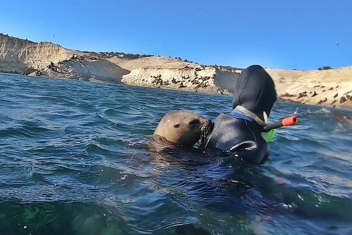 Aventura de snorkel con lobos marinos salvajes en Puerto Madryn, Argentina, foto 8 | wizardtrip