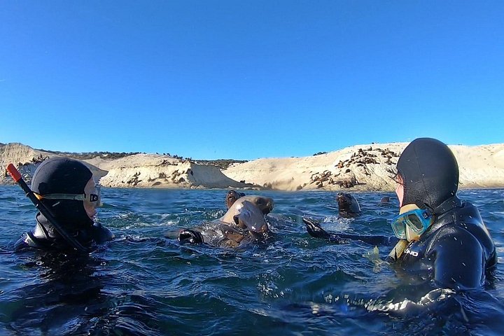 Aventura de snorkel con lobos marinos salvajes en Puerto Madryn, Argentina, foto 9 | wizardtrip