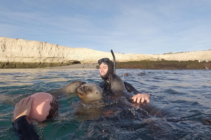Aventura de snorkel con lobos marinos salvajes en Puerto Madryn, Argentina, foto 10 | wizardtrip