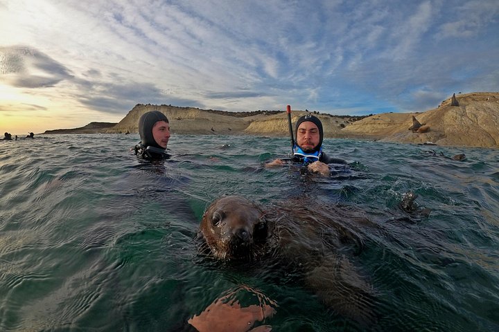 Aventura de snorkel con lobos marinos salvajes en Puerto Madryn, Argentina, foto 11 | wizardtrip