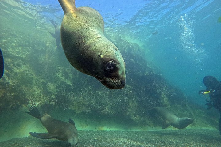 Aventura de snorkel con lobos marinos salvajes en Puerto Madryn, Argentina, foto 12 | wizardtrip