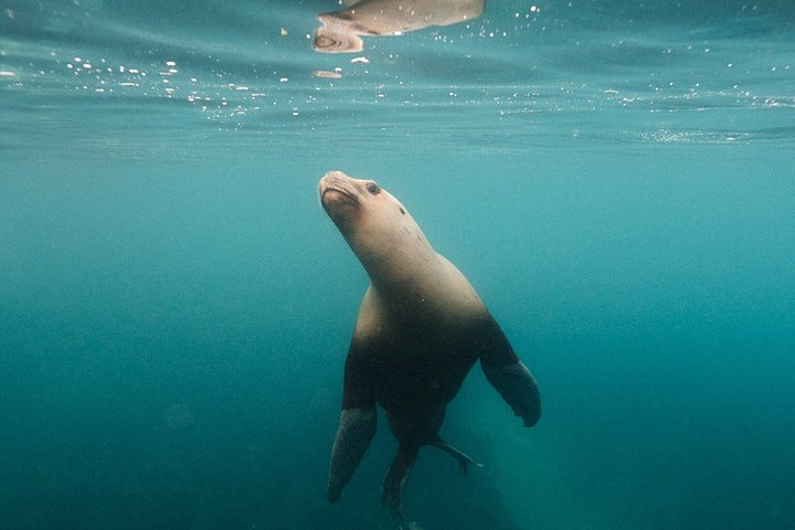 Aventura de snorkel con lobos marinos salvajes en Puerto Madryn, Argentina, foto 13 | wizardtrip
