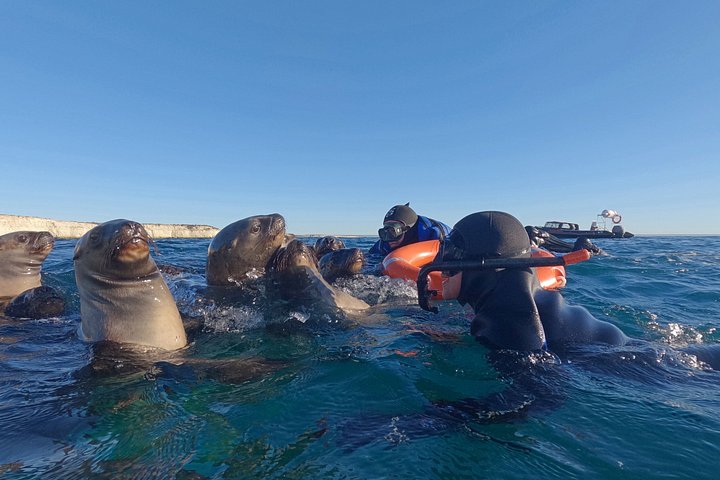 Aventura de snorkel con lobos marinos salvajes en Puerto Madryn, Argentina, foto 14 | wizardtrip