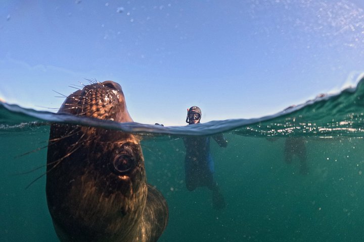 Aventura de snorkel con lobos marinos salvajes en Puerto Madryn, Argentina, foto 15 | wizardtrip