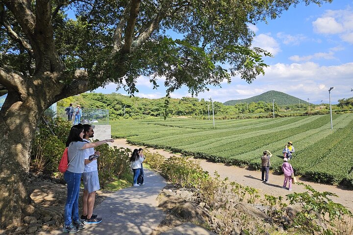 Entdecken Sie die atemberaubende Südwestküste von Jeju, von Vulkanfelsen bis zu ruhigen Teefeldern, auf einer geführten Tagestour, Foto 21 | wizardtrip