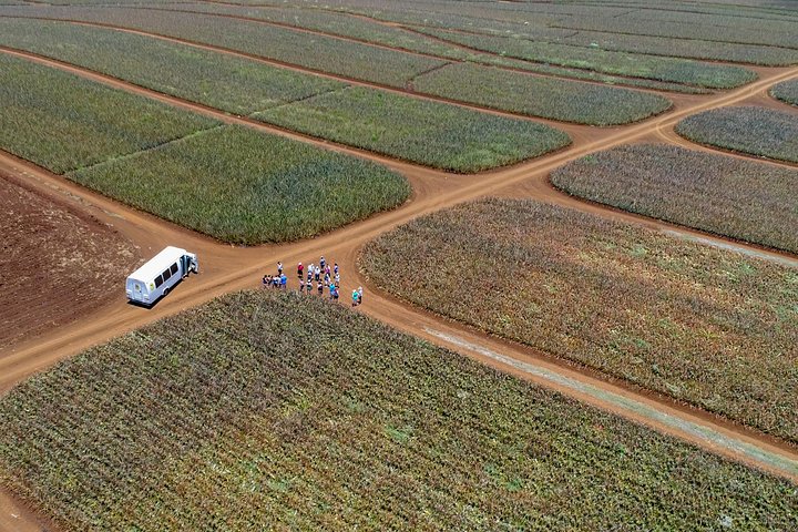 Besøg en fungerende ananasplantage på Maui, Hawaii, og smag frisk ananas, foto 6 | wizardtrip