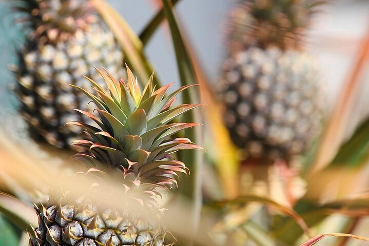 Besøg en fungerende ananasplantage på Maui, Hawaii, og smag frisk ananas, foto 7 | wizardtrip