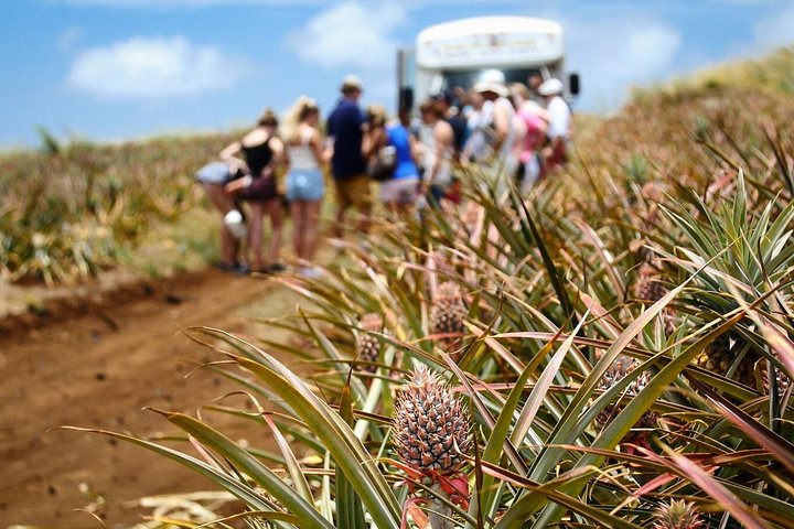 Besøg en fungerende ananasplantage på Maui, Hawaii, og smag frisk ananas, foto 8 | wizardtrip