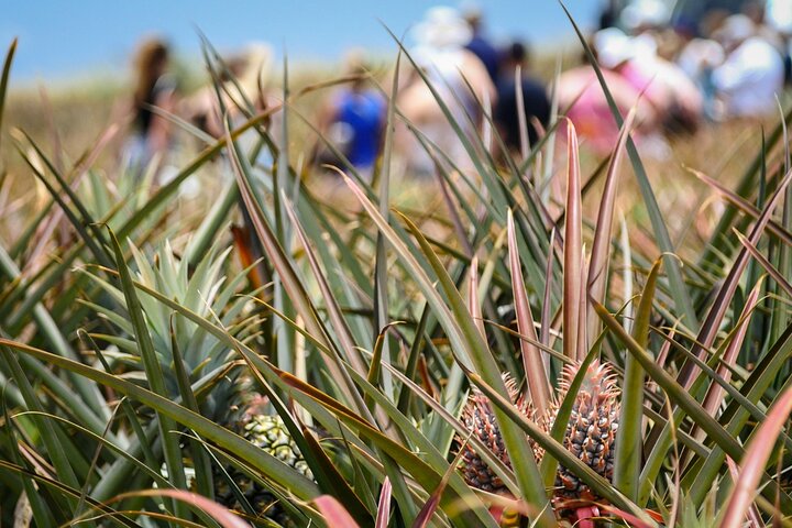 Besøg en fungerende ananasplantage på Maui, Hawaii, og smag frisk ananas, foto 10 | wizardtrip