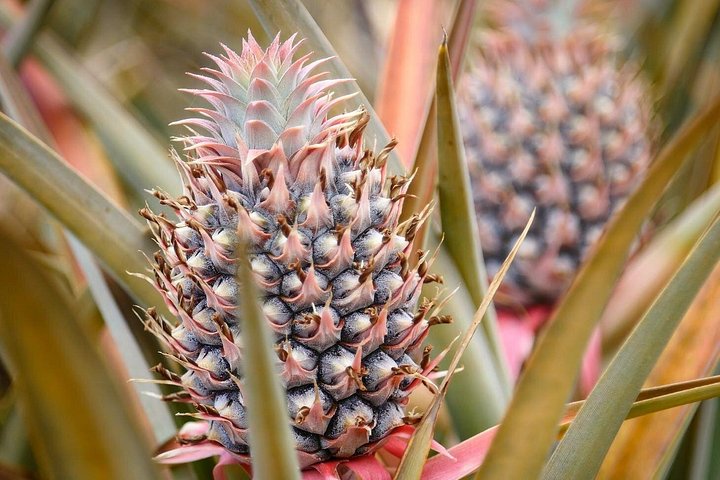 Besøg en fungerende ananasplantage på Maui, Hawaii, og smag frisk ananas, foto 11 | wizardtrip