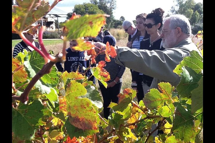 En naturskøn tur gennem South Australias Barossa Valley vinregion og den historiske tyske landsby Hahndorf, foto 11 | wizardtrip